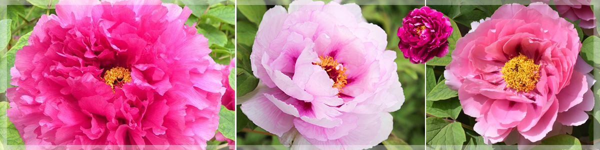 菏澤百藝牡丹園藝有限公司 菏澤百藝牡丹園藝有限公司