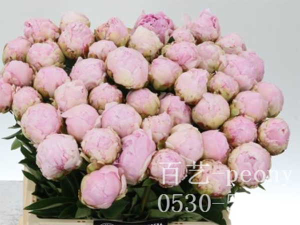 枕邊語(yǔ)切花