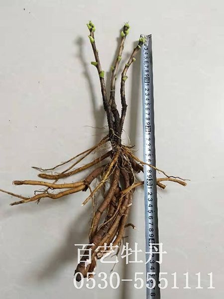 small4_15647094462778653.jpg 菏澤牡丹苗批發(fā)