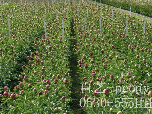 芍藥種植前期要做哪些準備工作